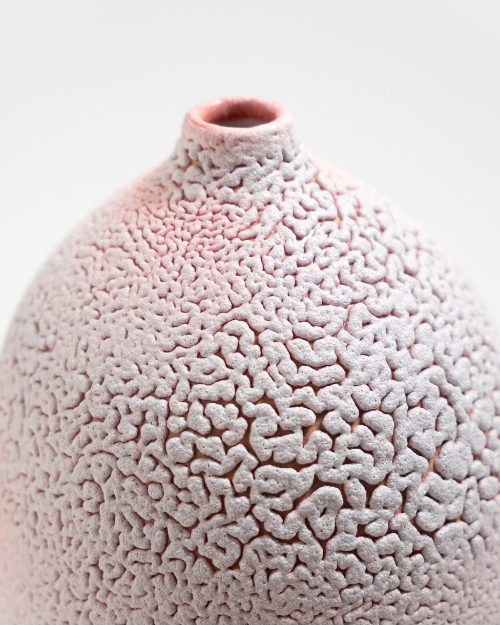 Amanita 03